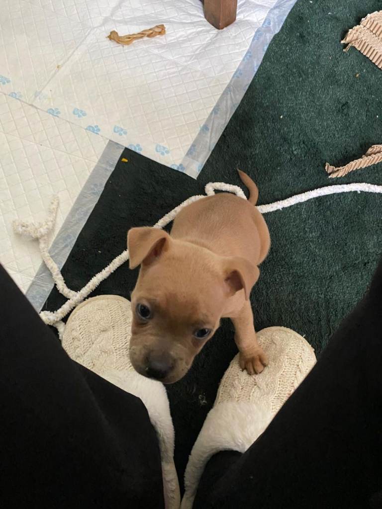 Frenchie x staffy cocker spaniel 