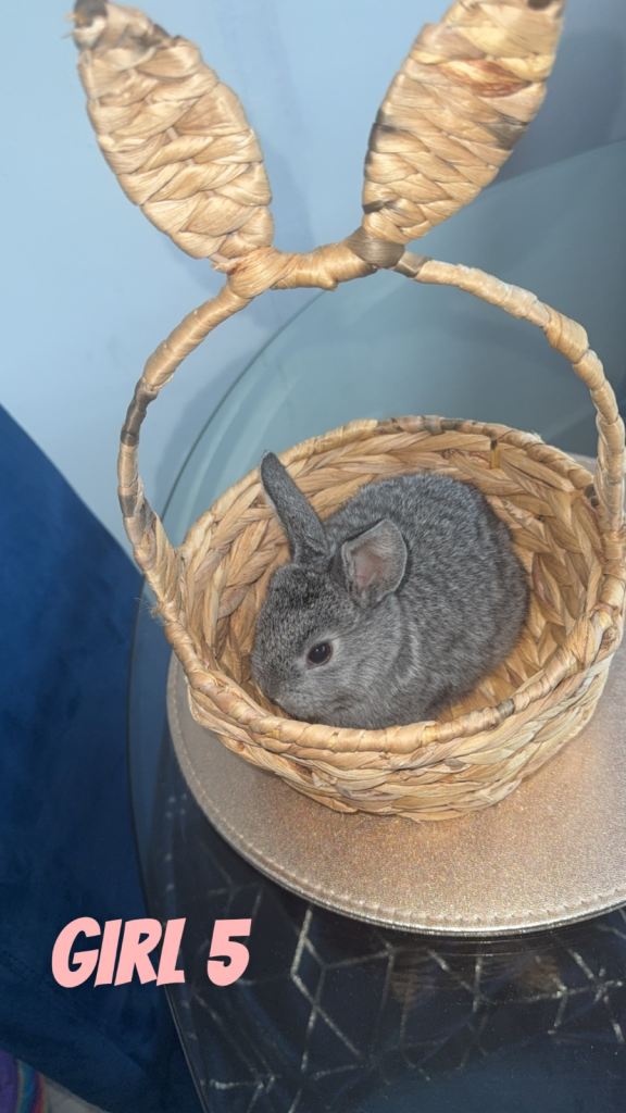 5 baby rabbits looking for their forever home
