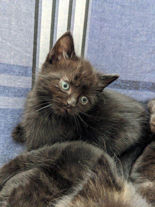 Beautiful kittens for sale