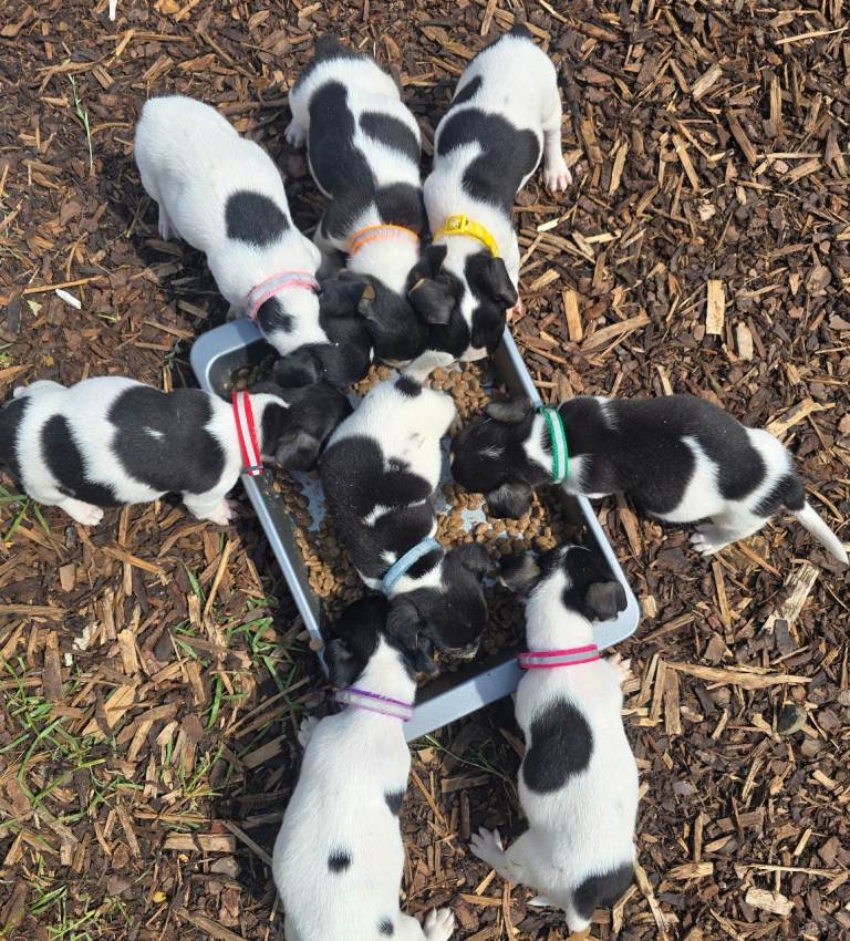 Jack russel puppies