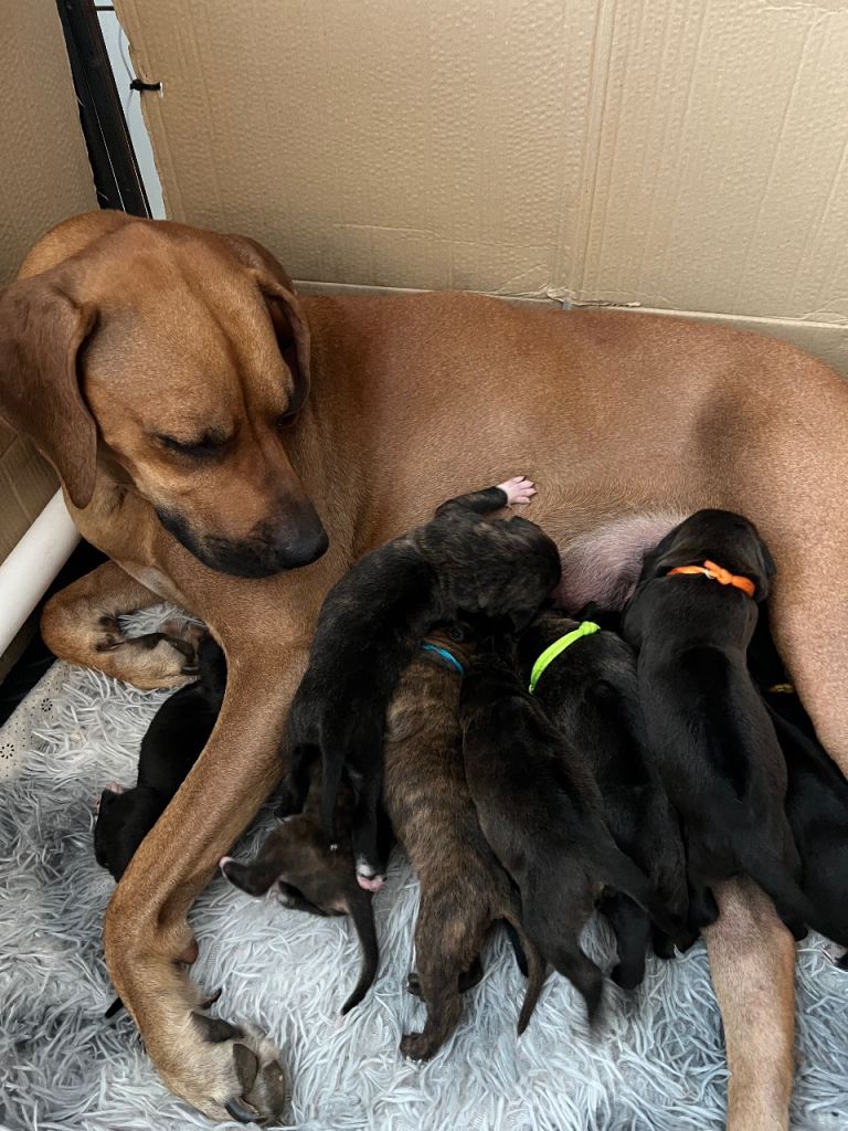 Rhodesian Ridgeback x Bull Lurcher Puppies