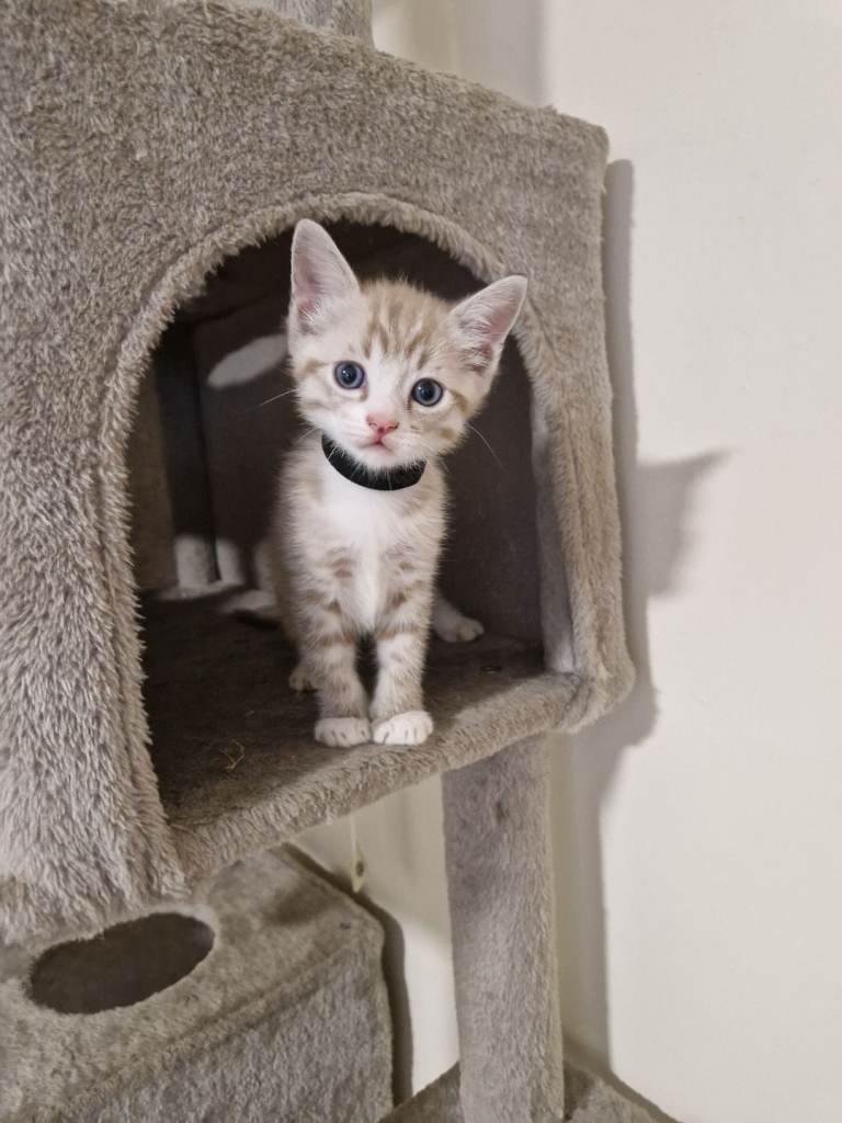 Ragdoll x bengal kitens 
