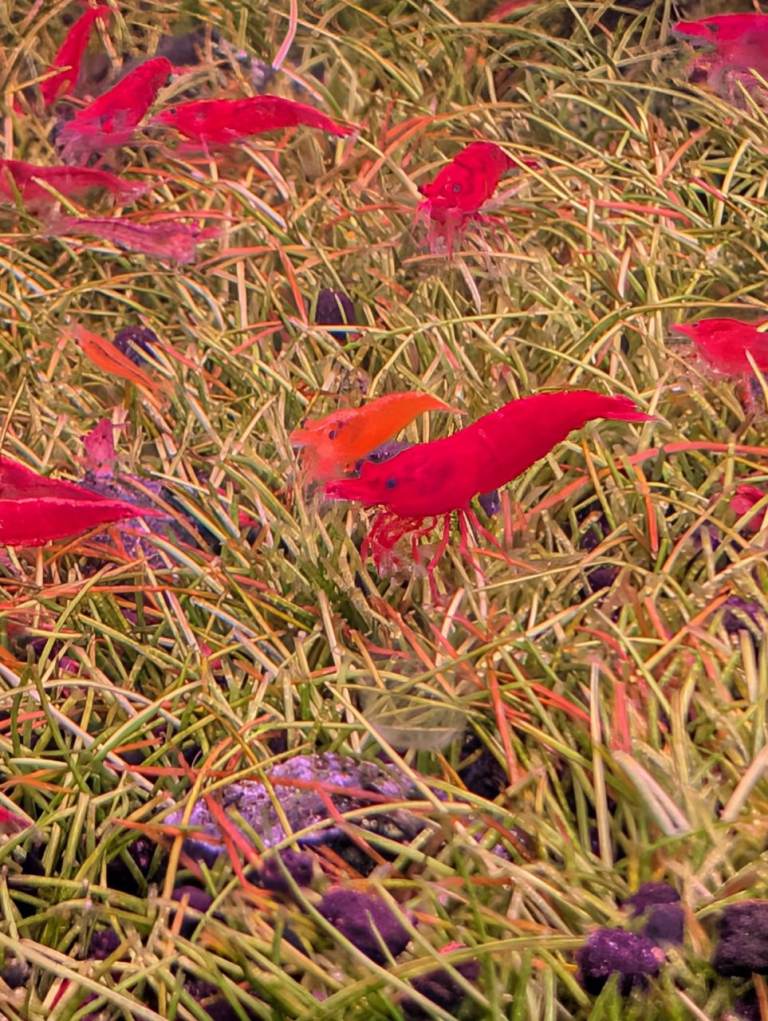 Super Red Cherry Shrimp