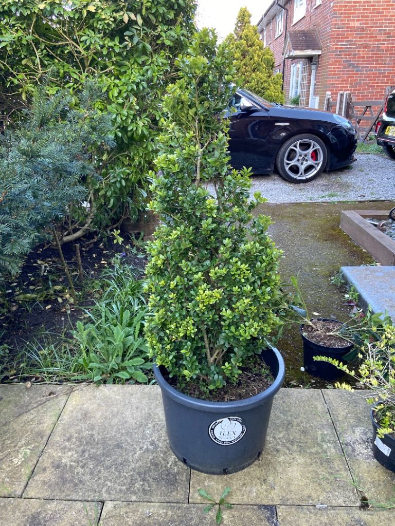 Taxus cone shaped bush 