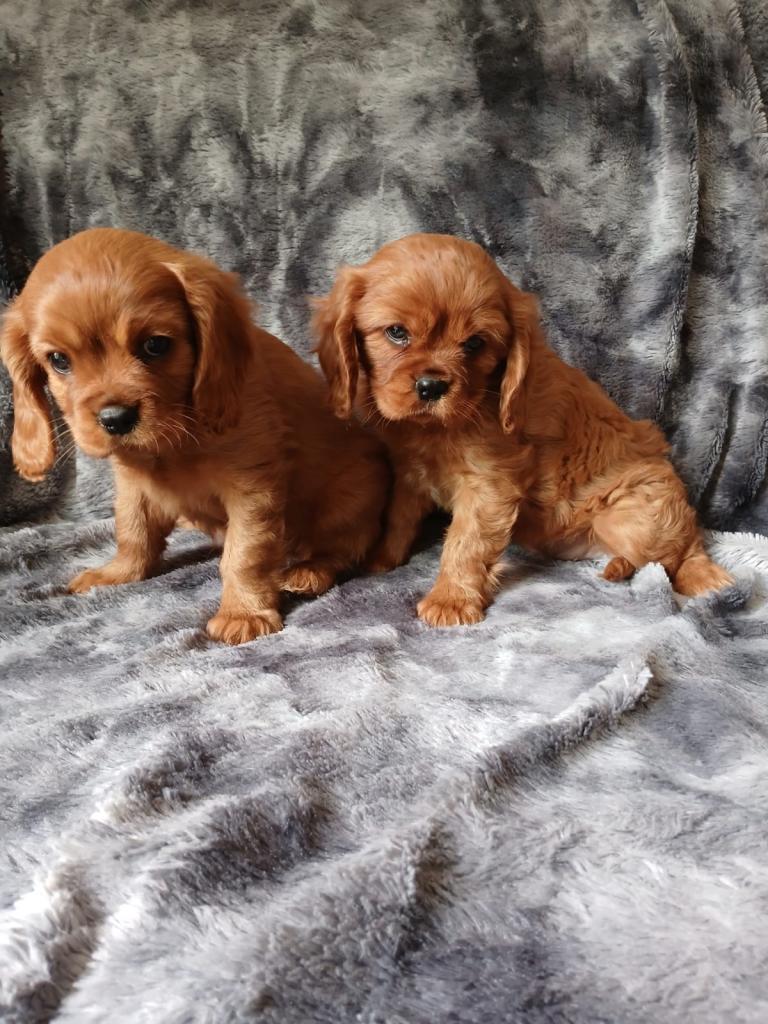 🐾Gorgeous Cavalier Puppies for sale ready now 🐾