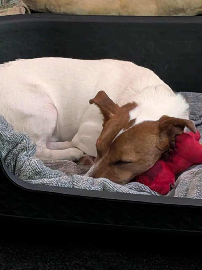 Jack Russell Terrier