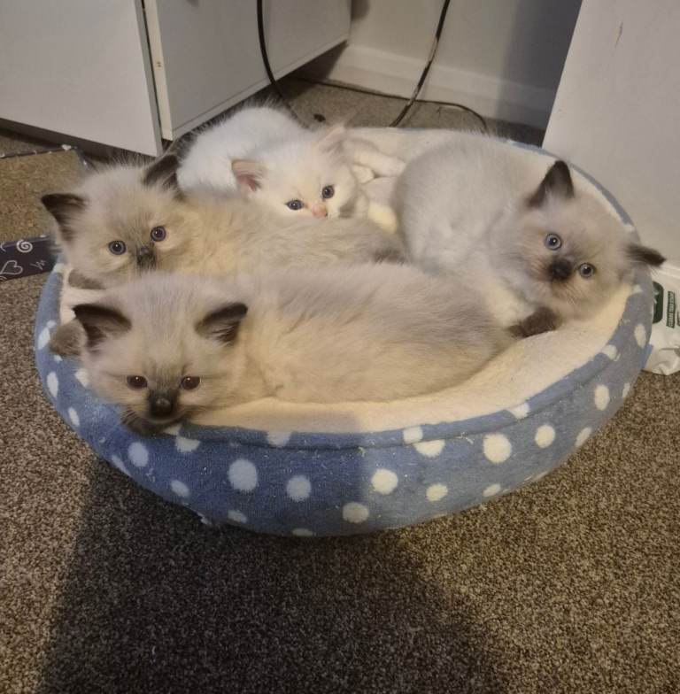 Ragdoll kittens ready for there new homes 
