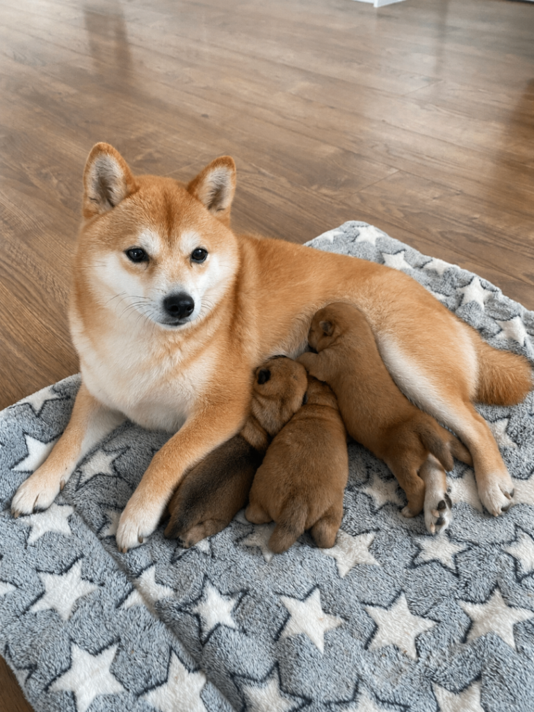 👑 Japanese Championship Bloodline Mame Shiba - Rare Breed 