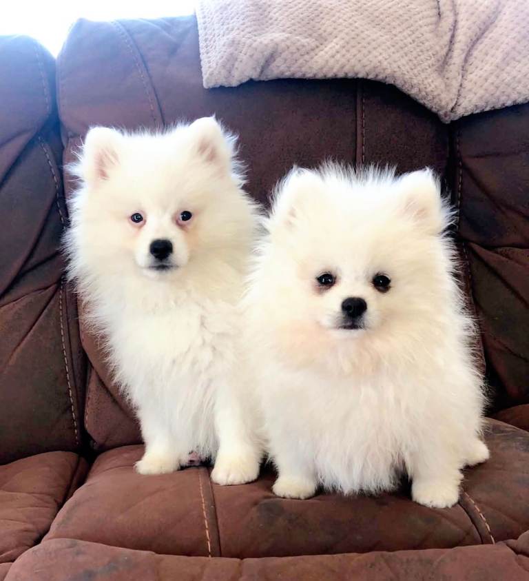 Pomeranian Pups (pedigree)
