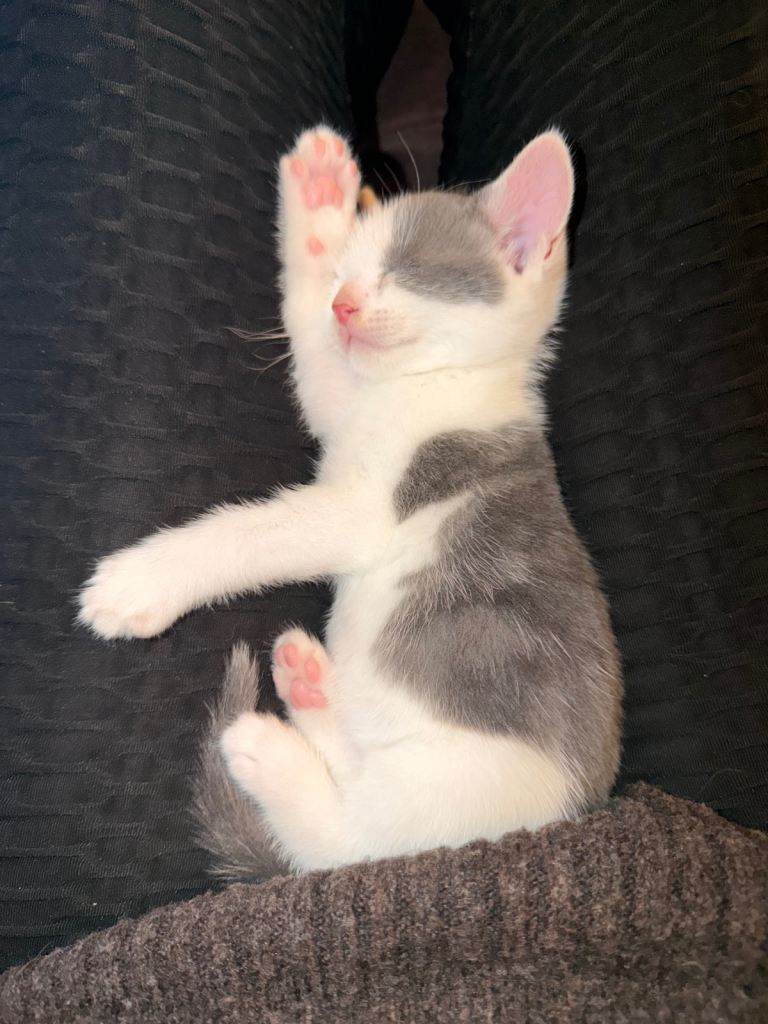 2x grey/white male kittens 