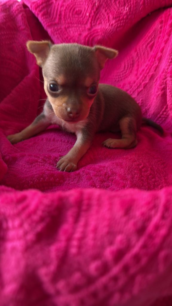 🤎Adorable Chi ready to reserve 🤎