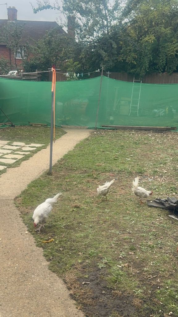 2 chickens and 1 Roster