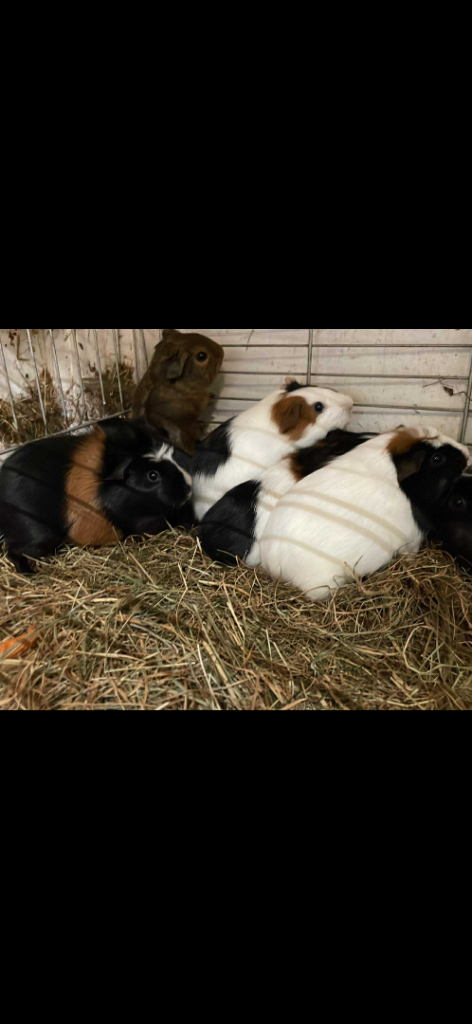 Baby guinea pigs 