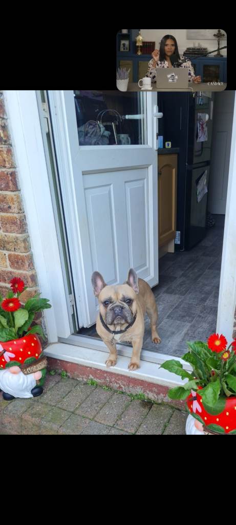 Harley The French Bulldog