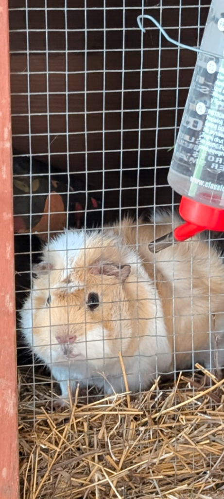 5 male guinea pigs - well handled £20 each
