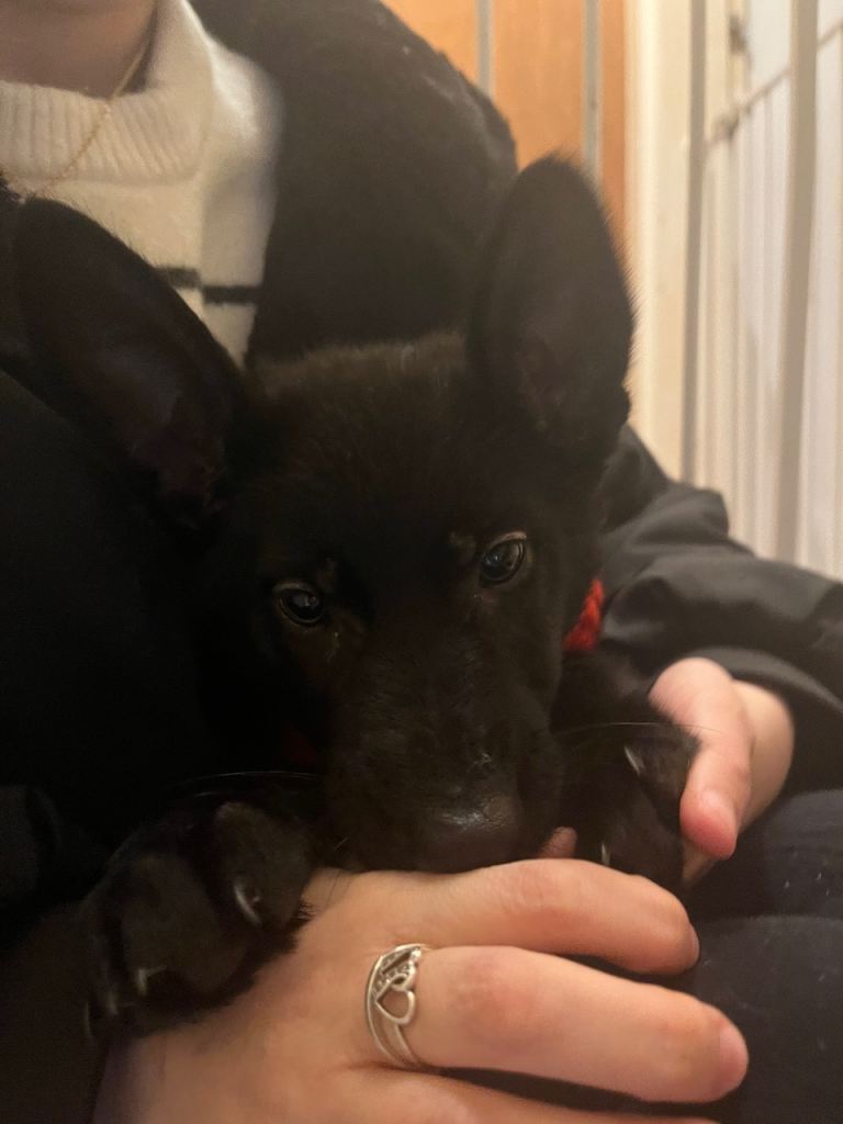 German shepherd puppy female