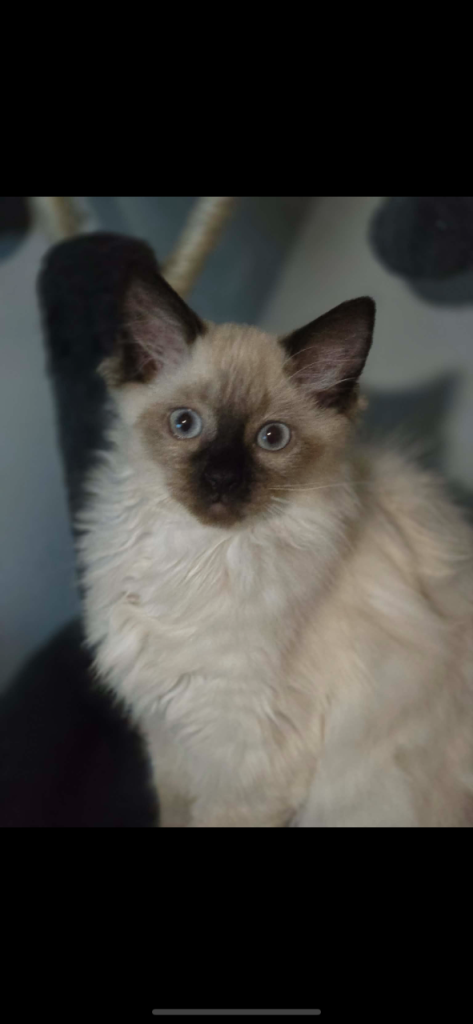 2 Ragdolls kittens 