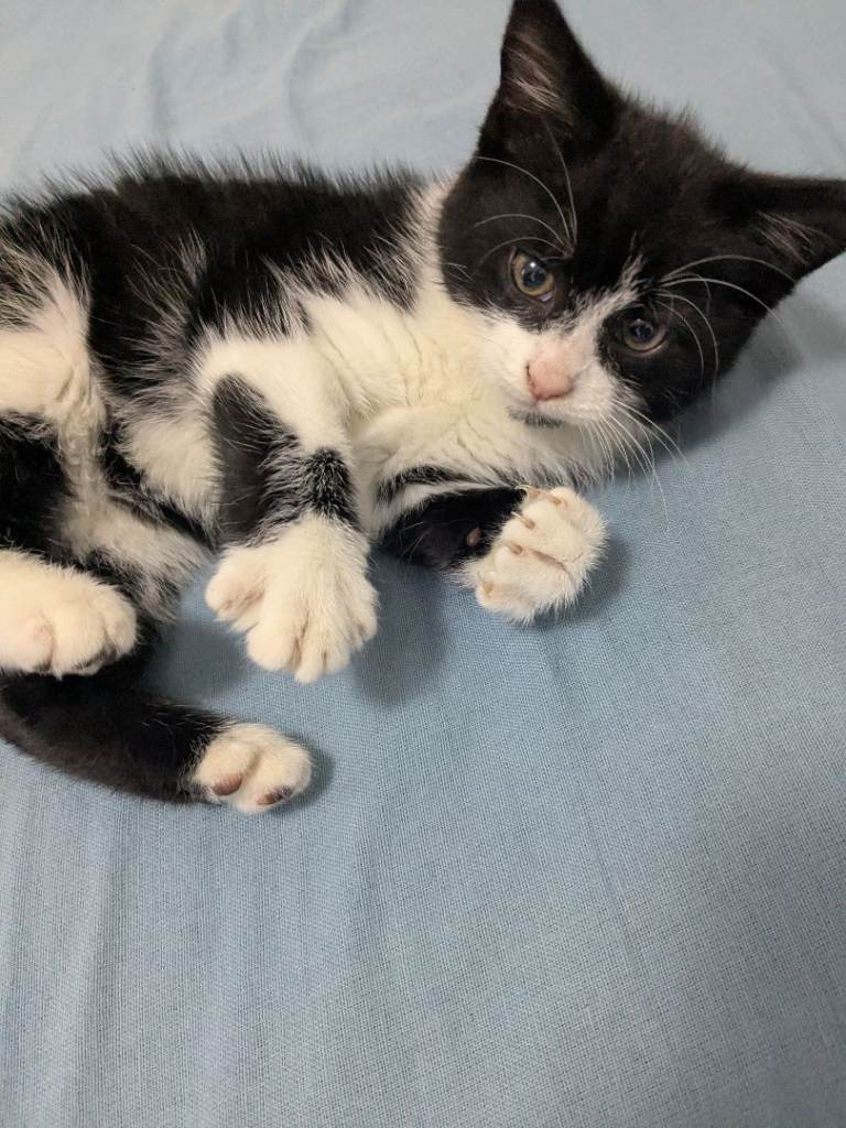 Kitten