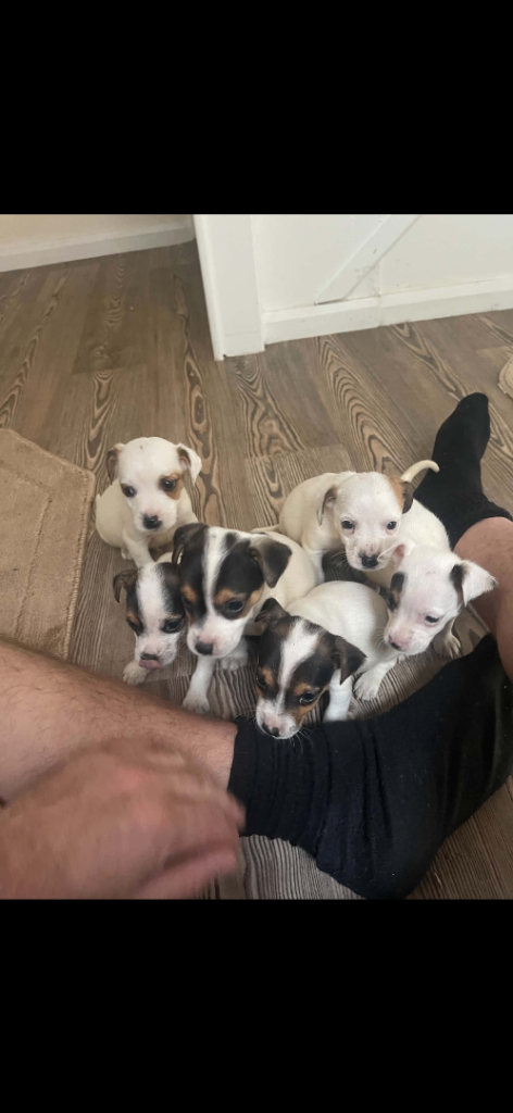 Jack Russell puppy’s 