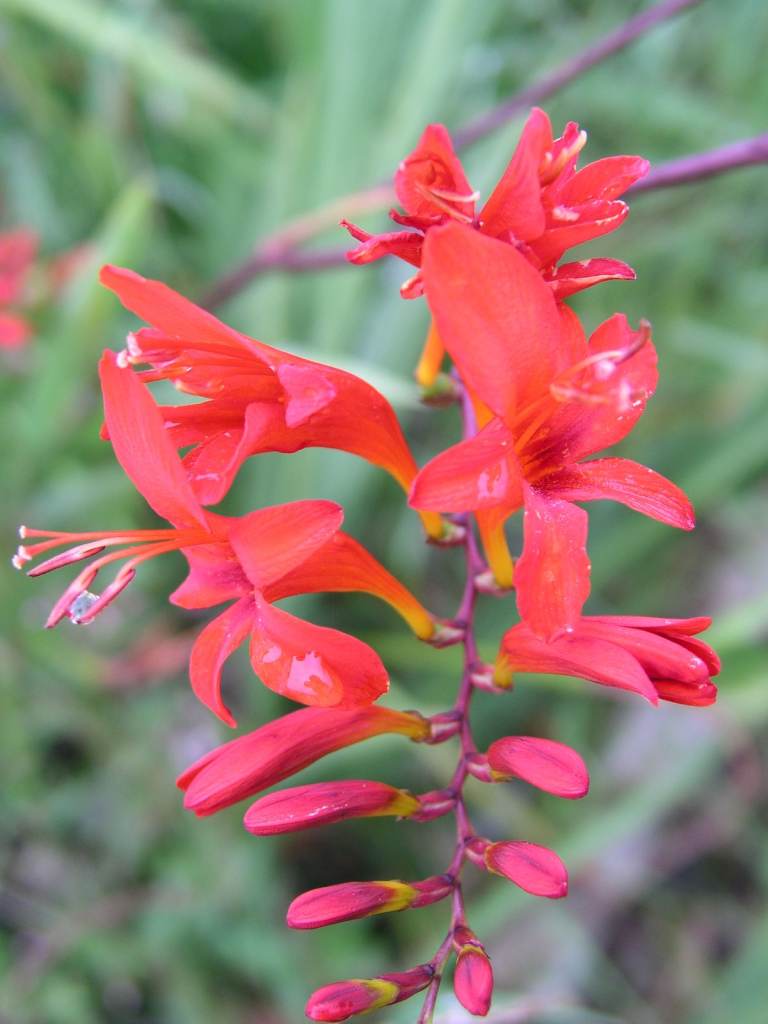 Crocosmia Lucifer plant in a 2 litre pot