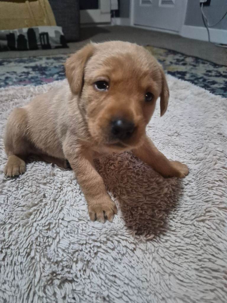 Kc registered fox red labrador puppies 
