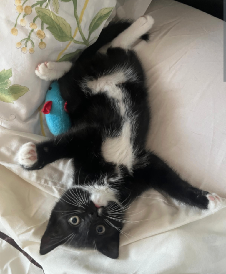 Beautiful kitten for loving home