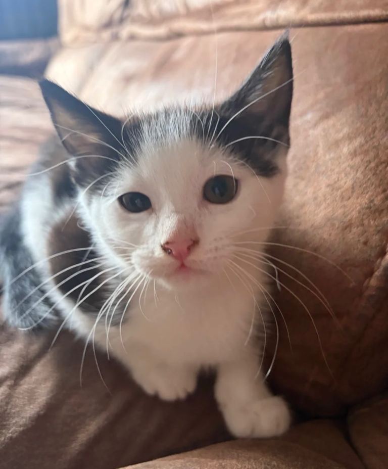 2 male kittens for sale