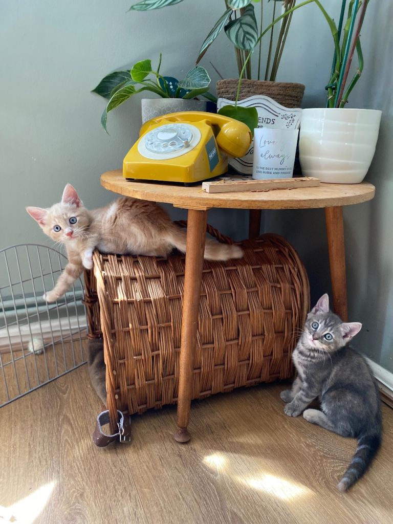 Kittens 