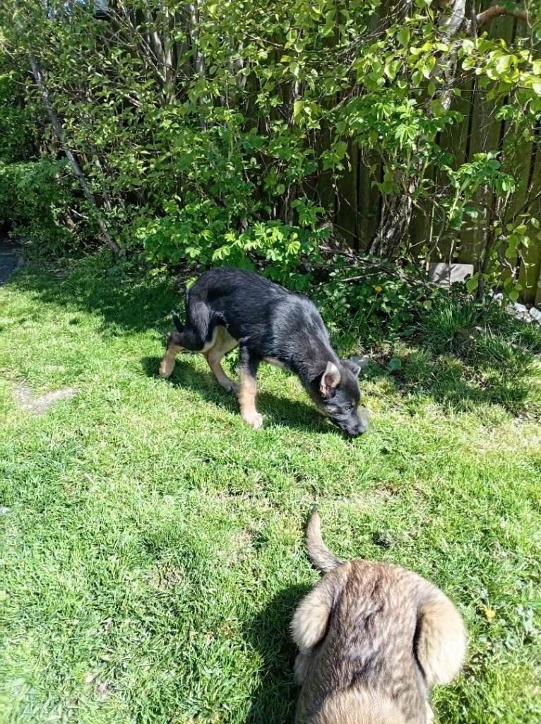 Alsatian mix Belgium shepard