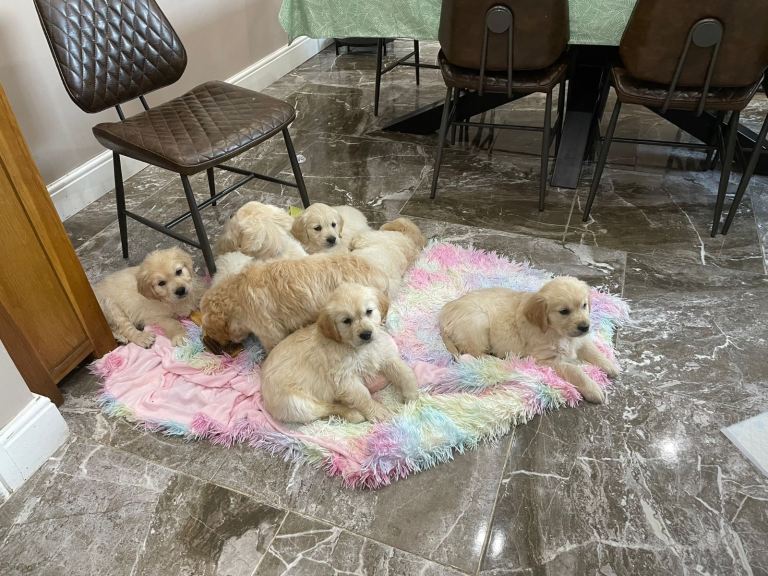 Golden Retriever Puppies 