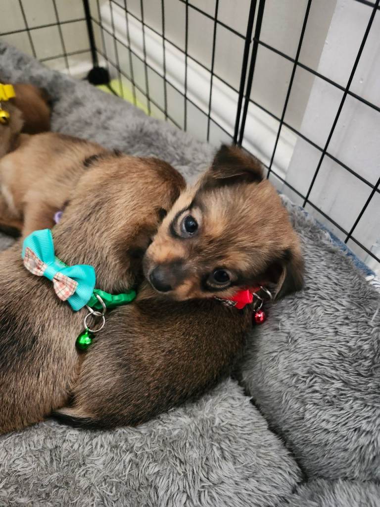 Puppies 