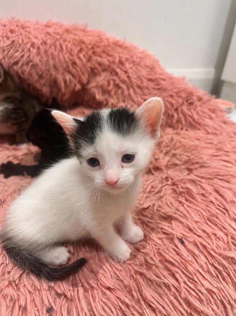 Kittens