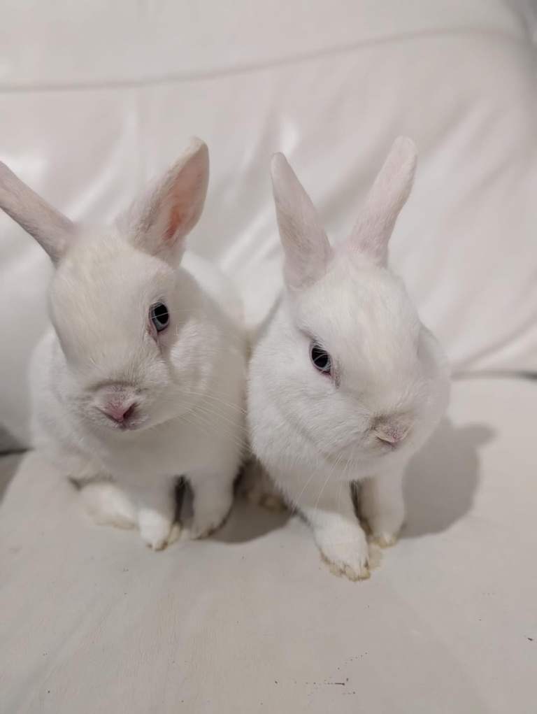 Two sister Dwarf Rabbits