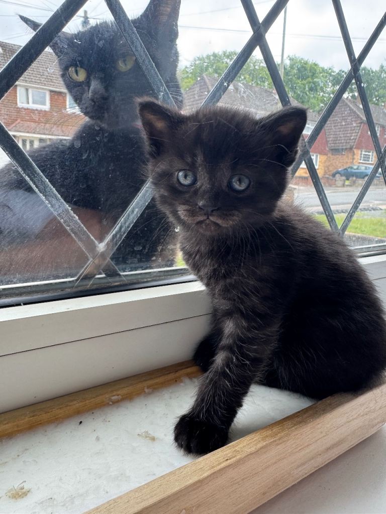 Ash grey Persian kitten