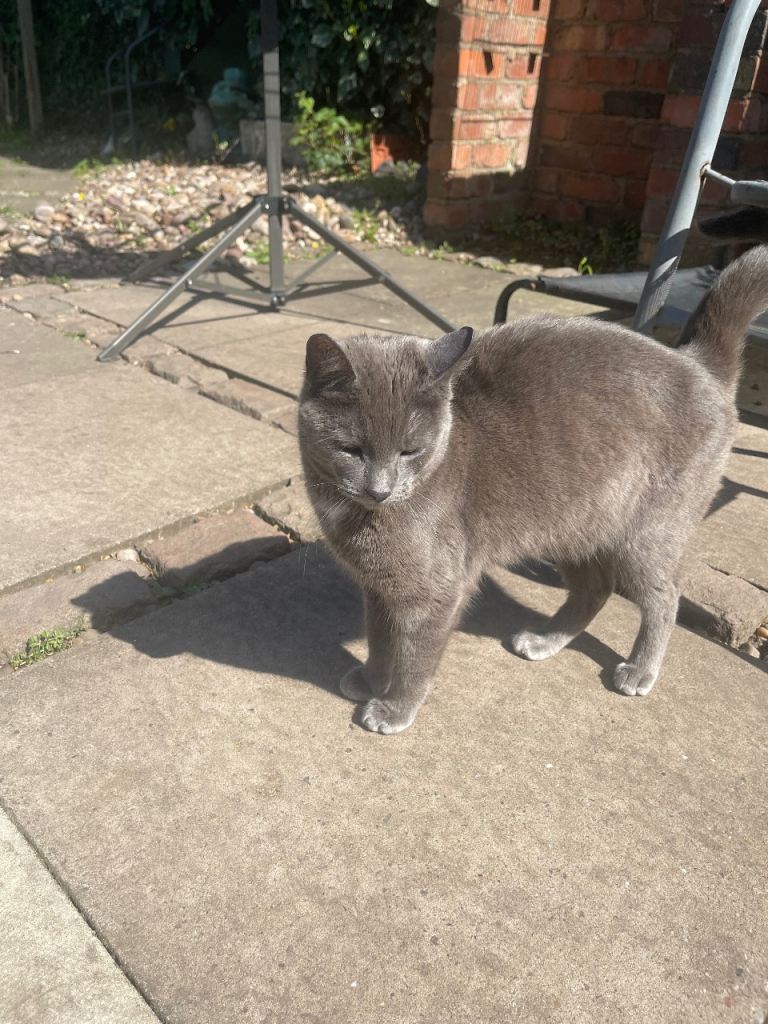 Russain blue x female