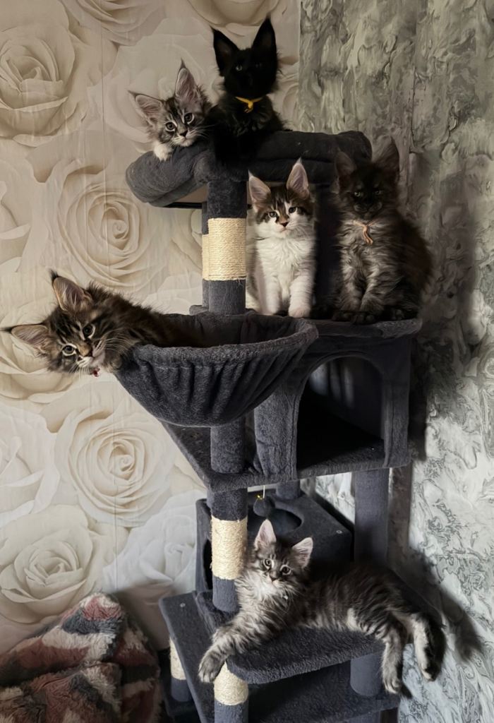 Maine coon kittens looking for their forever home 