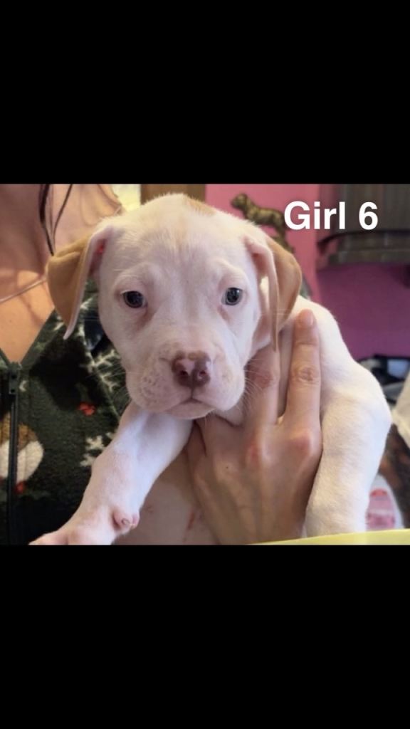 🐾 AMERICAN BULLDOG PUPPIES – READY FOR THEIR FOREVER HOMES 🐾