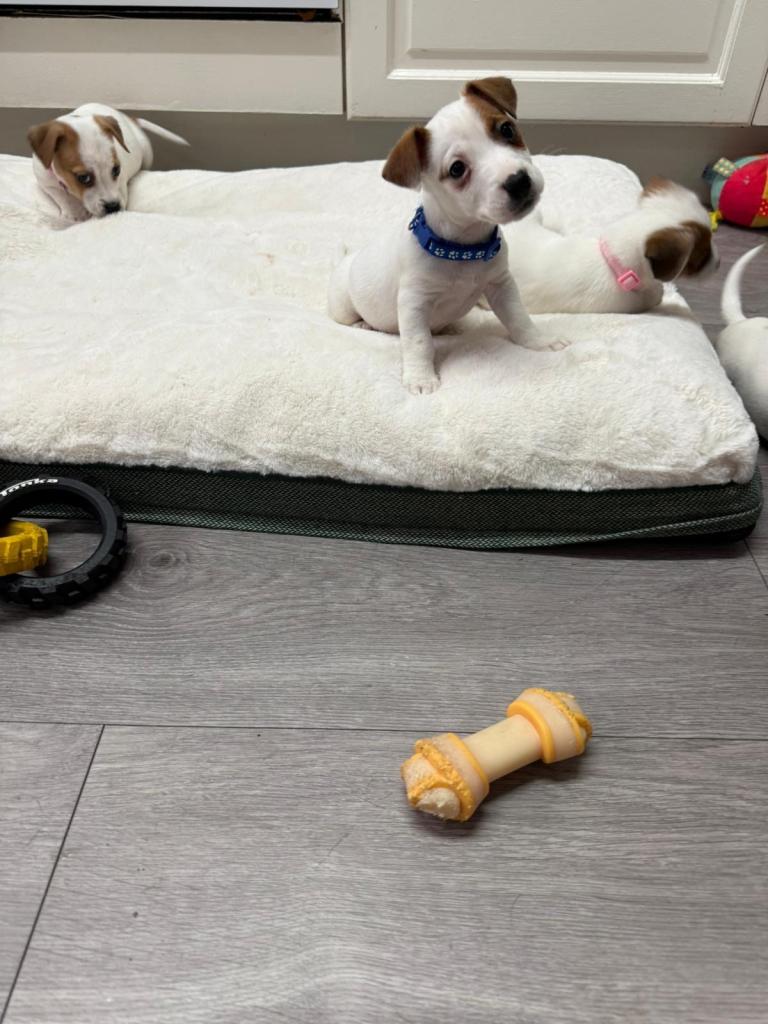 8 Week Old Jack Russel Puppies 