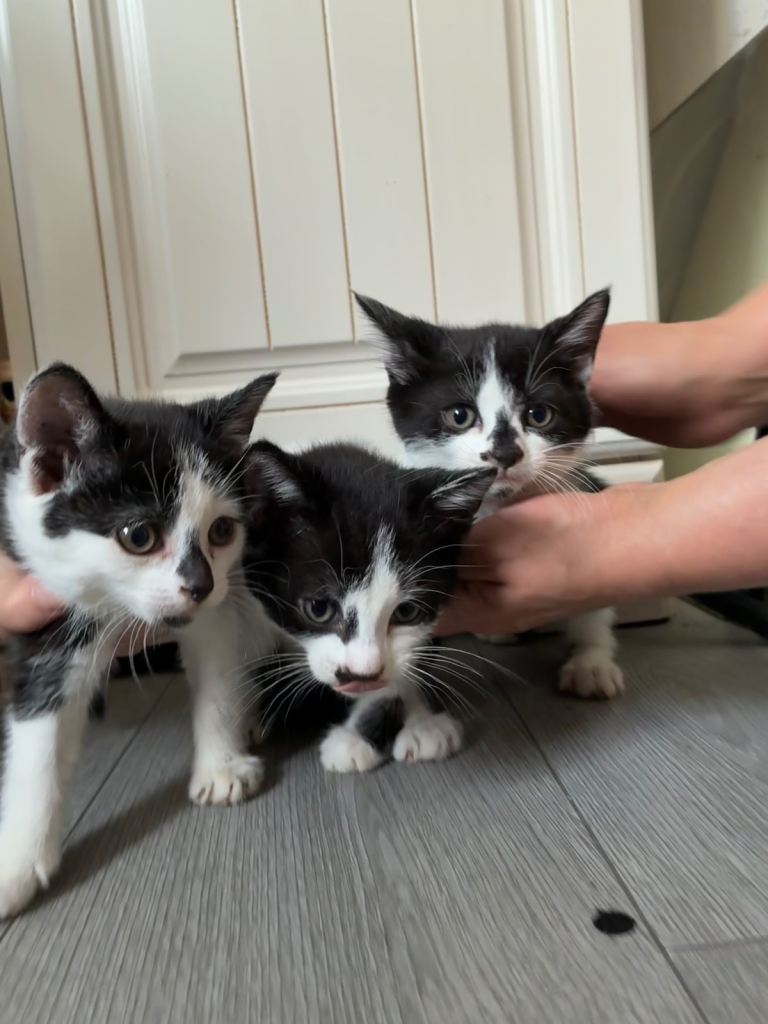 Playful kittens looking for a loving home
