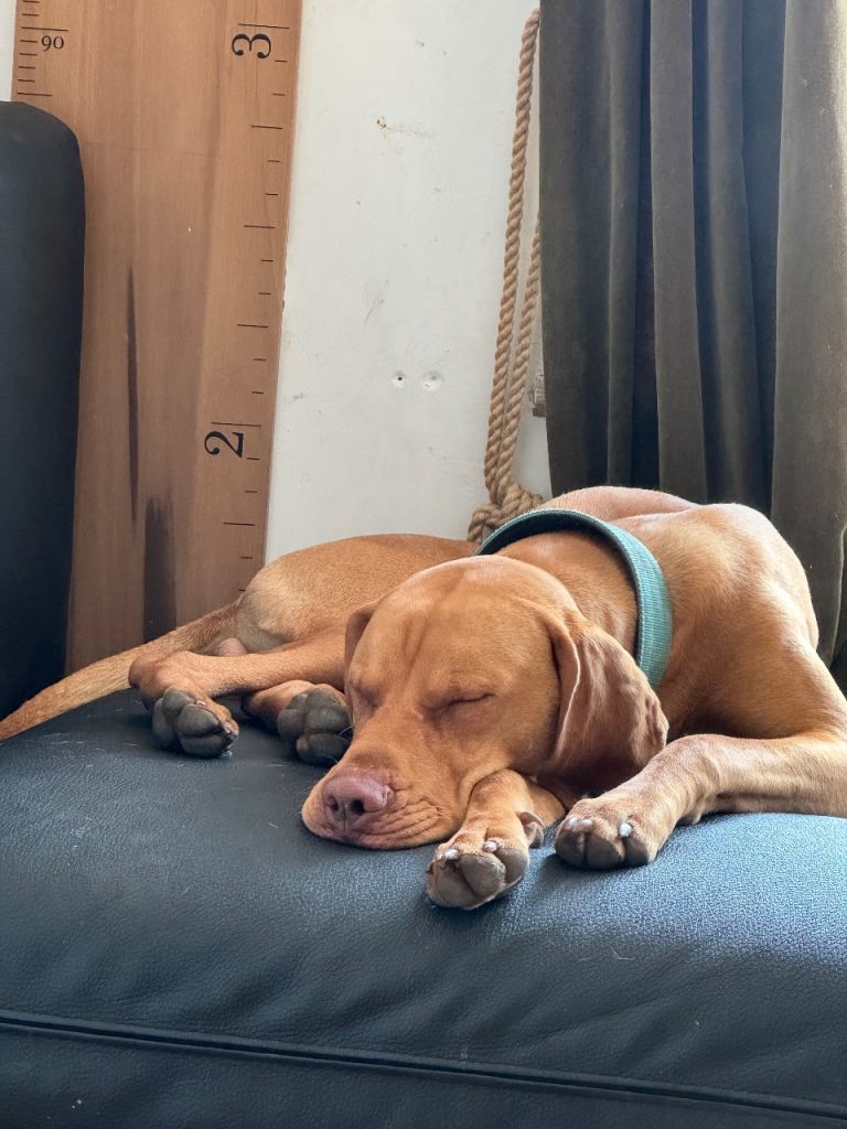 Pedigree kc registered Hungarian Vizla