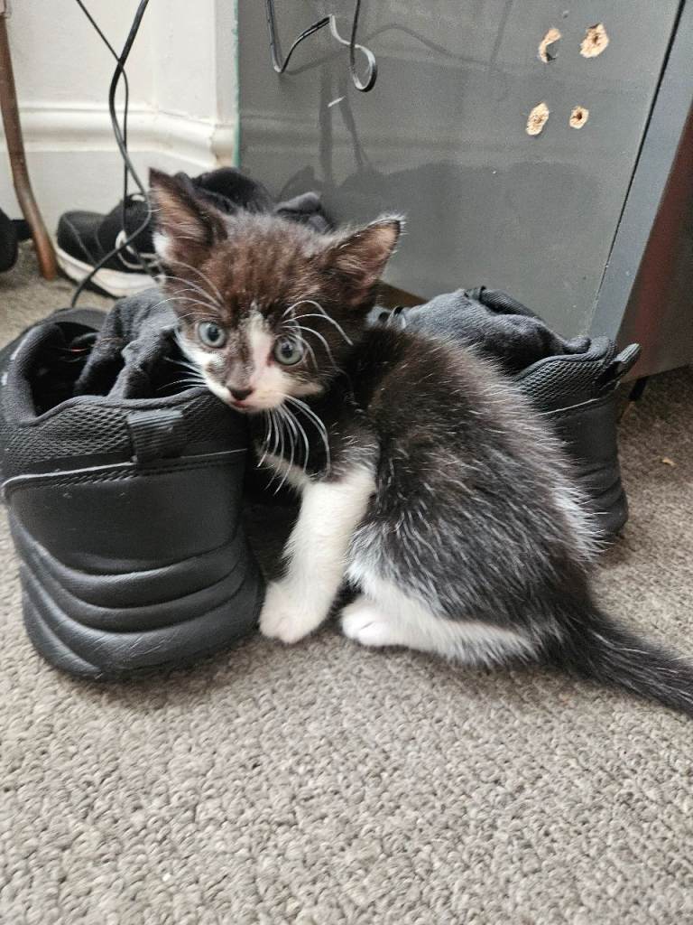 Adorable Black and White Kitten