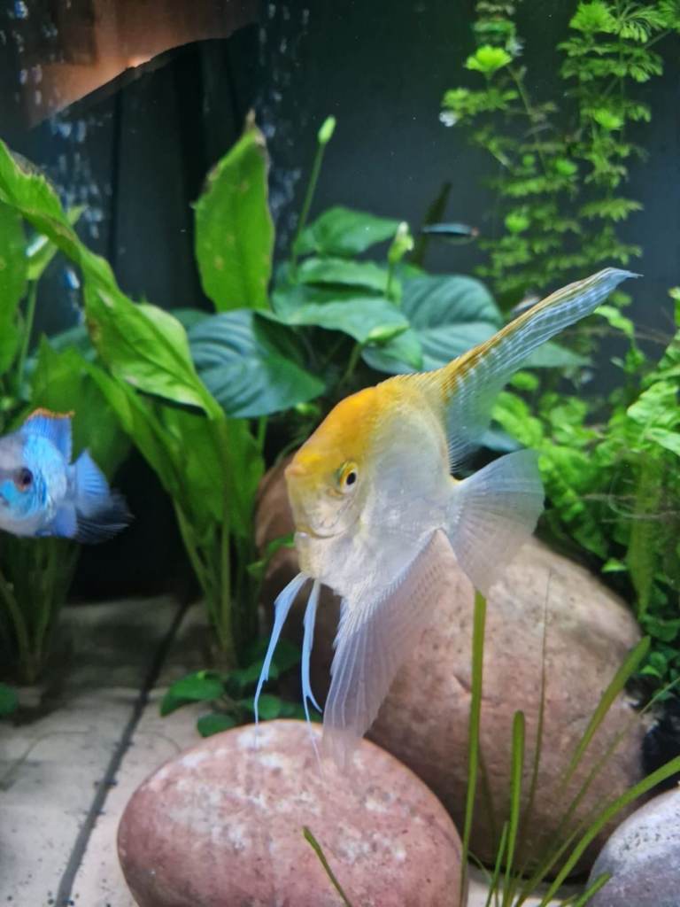 Selling adult and baby angel fish