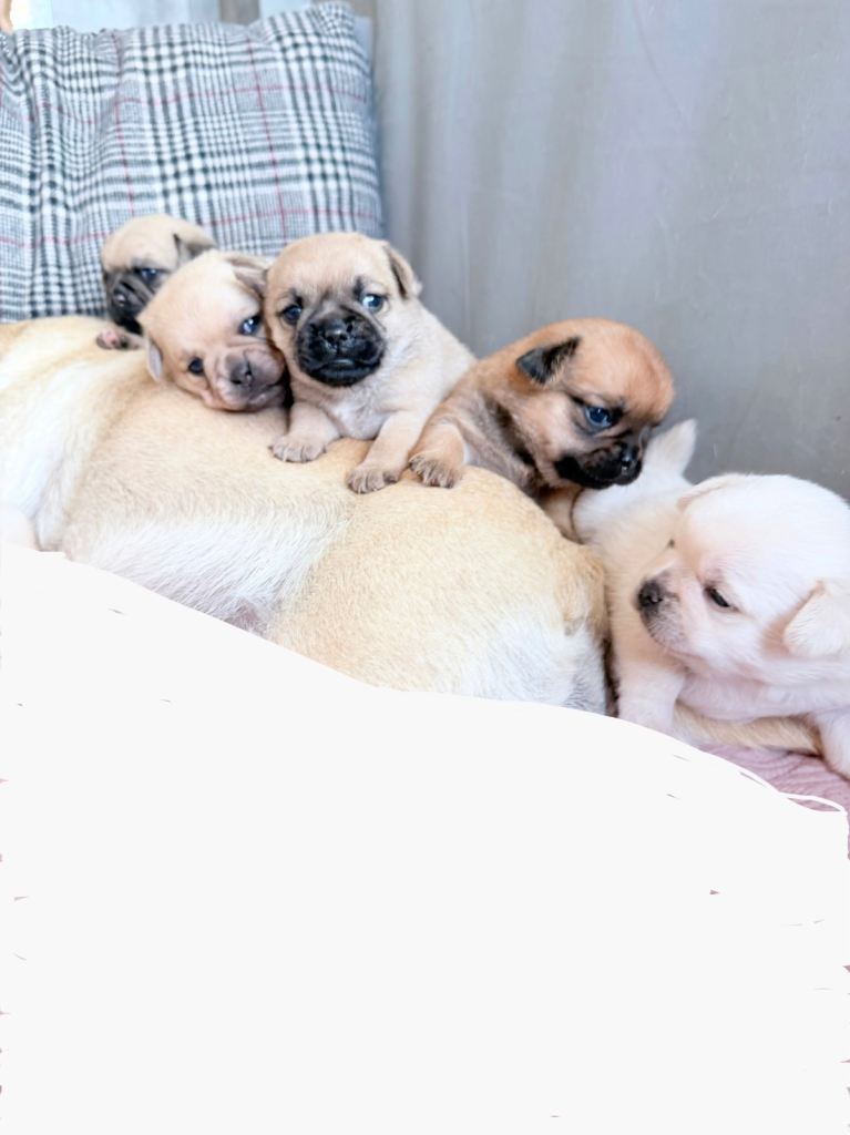Pug x Pomeranian Puppies!