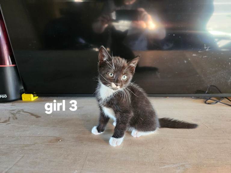 Kittens