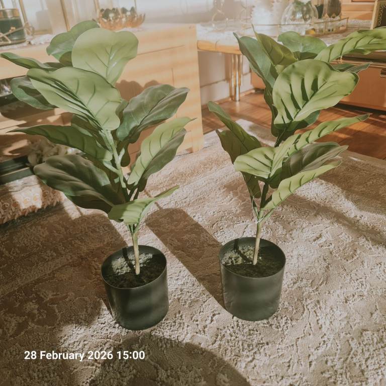 Plants set