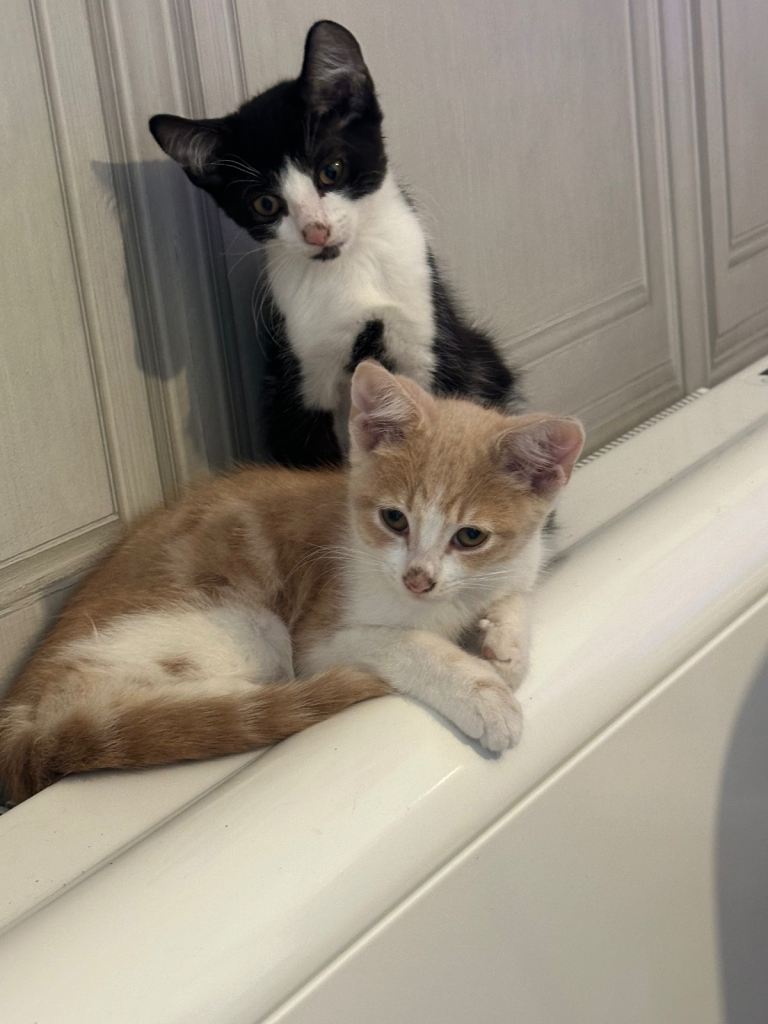 Kittens 