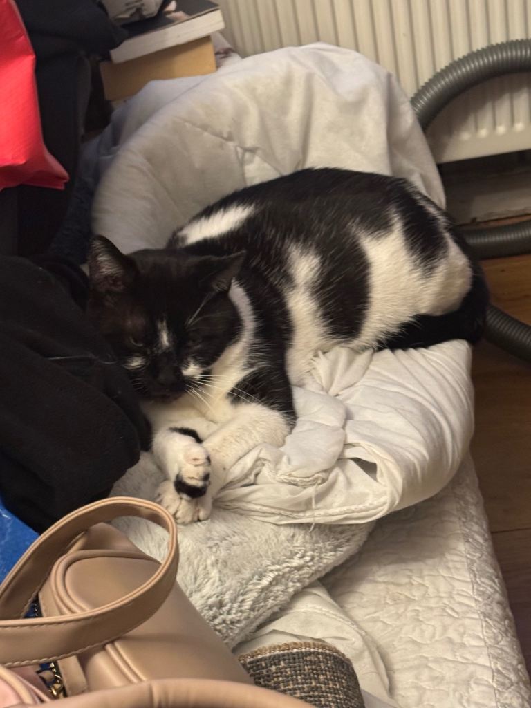 Male cat bandi black white neutered 