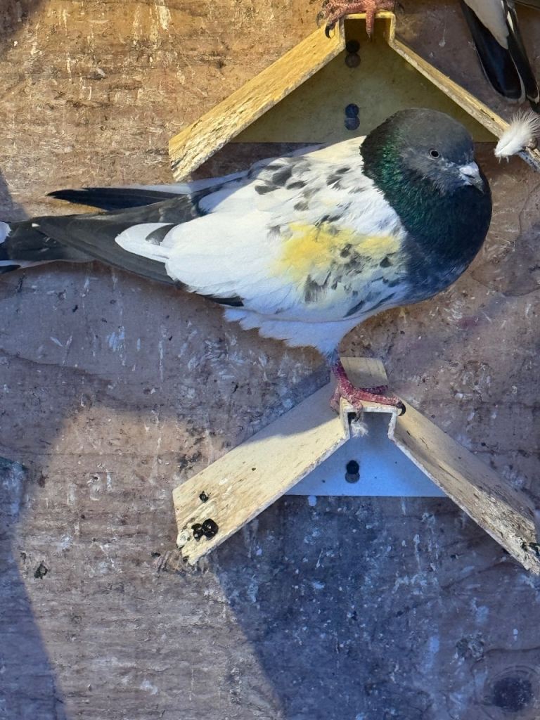 Pakistani pigeons and tumblers