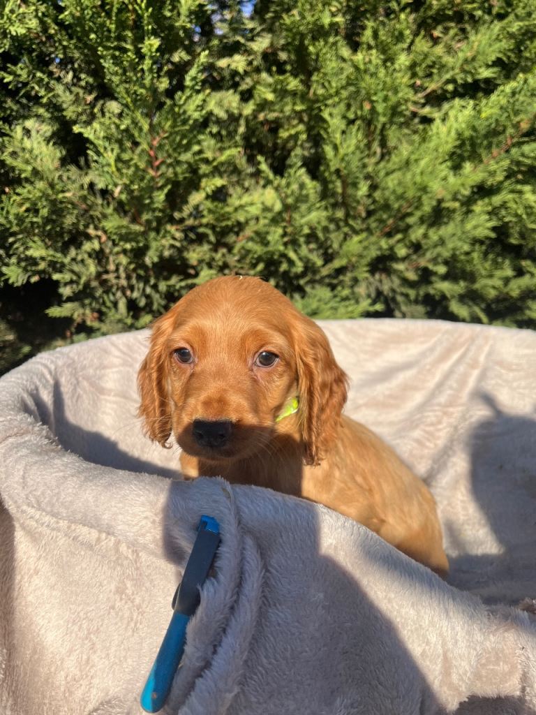 Three beautiful boy cocker spaniels remaining 