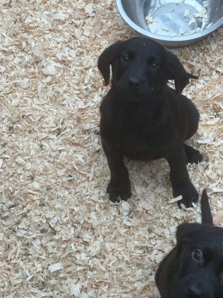 Black Lab pups From Liskoney fun fenella 